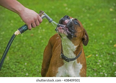 Boxer Dog drinking from a water hose.