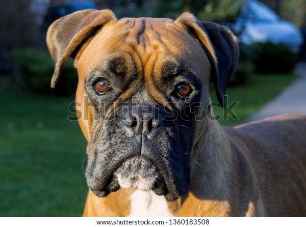 Boxer Dog Face German Boxer Deutscher Stock Photo Edit Now