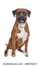 Boxer Dog In Front Of A White Background