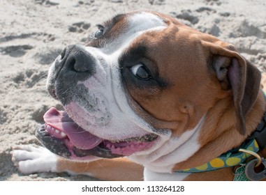 Boxer Dog With His Tongue Stuck Out