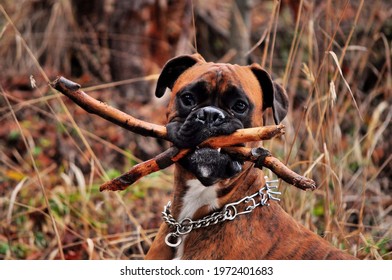 Boxer dog holding a wood in her mouth.