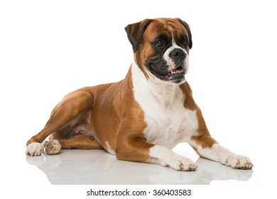 Boxer Dog Isolated On White