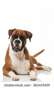 Boxer Dog Isolated On White