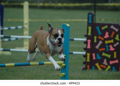 Boxer Dog Jumping In A Agility Run