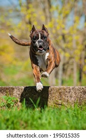 Boxer Dog Jumping Over The Hurdle