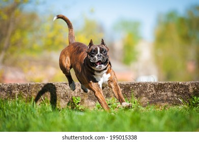 Boxer Dog Jumping Over The Hurdle