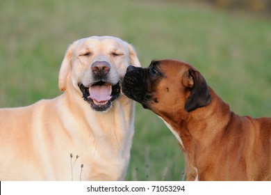 Boxer Dog an Labrador Dog in love