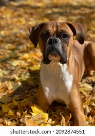 A Boxer Dog Laying In Fall Leaves In Utah