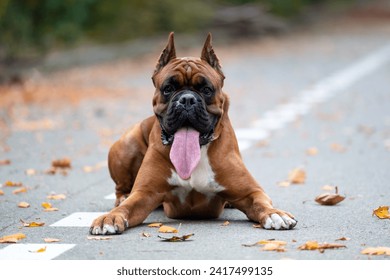 Boxer dog lies on the asphalt - Powered by Shutterstock