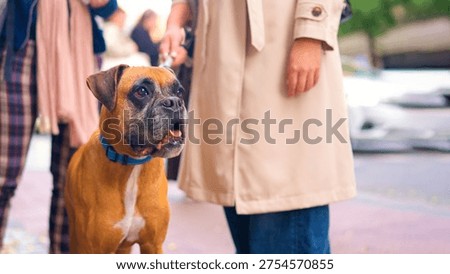 Boxer dog looking to the copyspace with an amazed expression next to its owner