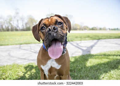 Boxer dog looking into the camera with tongue out