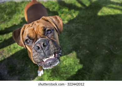 Boxer dog looking into the camera
