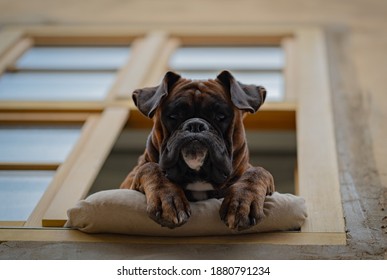 A Boxer Dog Looking Out Of The Window