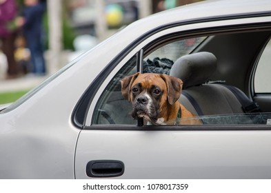 Boxer Dog Looks Out Of Car Window