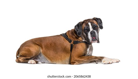 Boxer Dog Lying Down Isolated On White