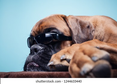 Boxer Dog Lying Down Wearing Sunglasses.