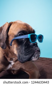 Boxer Dog Lying Down Wearing Sunglasses.