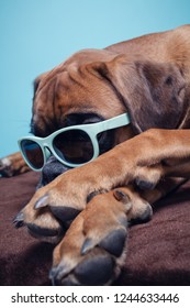 Boxer Dog Lying Down Wearing Sunglasses.