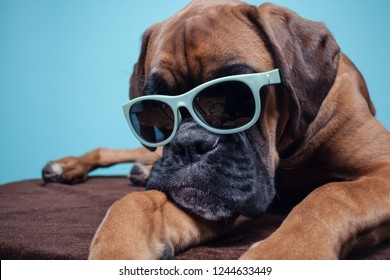 Boxer Dog Lying Down Wearing Sunglasses.