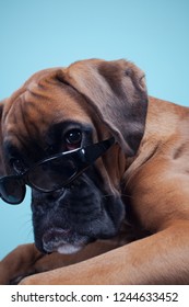 Boxer Dog Lying Down Wearing Sunglasses.