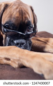 Boxer Dog Lying Down Wearing Sunglasses.