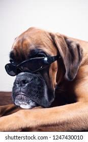 Boxer Dog Lying Down Wearing Sunglasses.