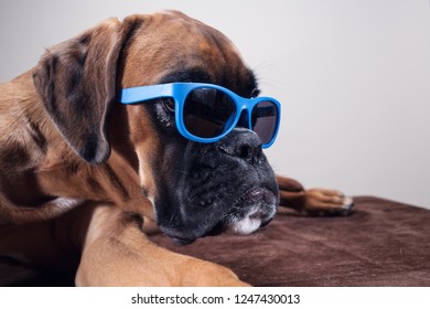 Boxer Dog Lying Down Wearing Sunglasses.