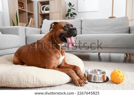 Boxer dog lying on pet bed at home