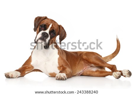 Boxer dog lying on white background