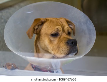 Boxer dog in medical collar 