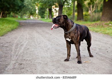 Boxer Dog On A Dirt Road In Park