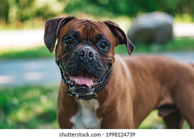 Boxer Dog Outside Alone Happy