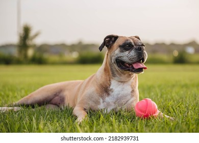 Boxer Dog Outside Summer Day