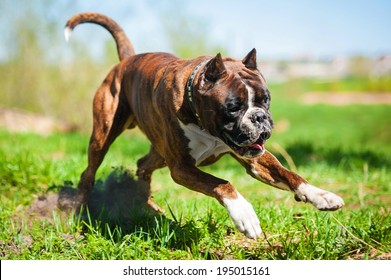 Boxer Dog Playing