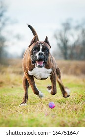 Boxer Dog Playing With Ball