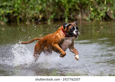 Boxer Dog Playing In The River