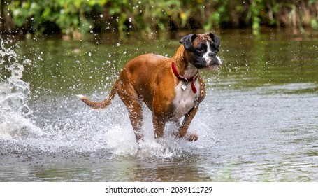 Boxer Dog Playing In The River