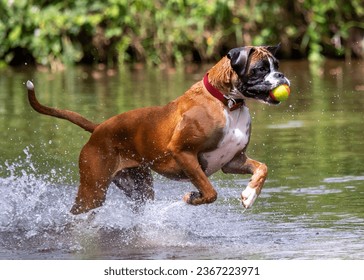Boxer Dog playing in the river