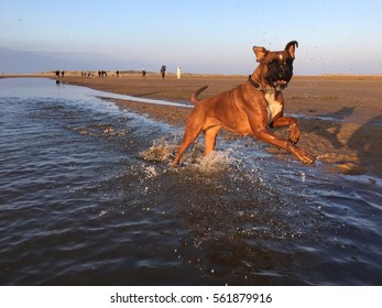 Boxer Dog Playing In Sea With Smile Expression