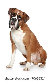 Boxer Dog Portrait On A White Background