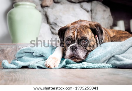 Boxer dog resting on blanket while looking at the camera. 5 year old female brindle boxer with floppy ears with sad or bored expression lying in front of a fireplace in living room. Selective focus.