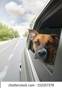 A Boxer Dog Riding In A Car