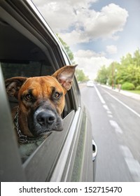  A Boxer Dog Riding In A Car 