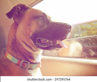  A Boxer Dog Riding In A Car Done With A Retro Vintage Instagram Filter 