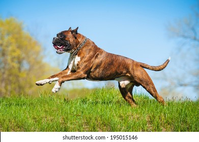 Boxer Dog Running