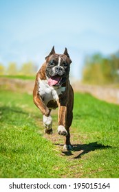 Boxer Dog Running