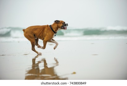 Boxer Dog Running On Ocean Beach