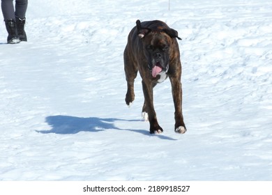 Boxer Dog Running On Snow