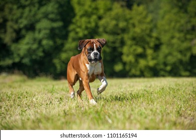 Boxer Dog Running Summer Meadow Stock Photo 1101165182 | Shutterstock