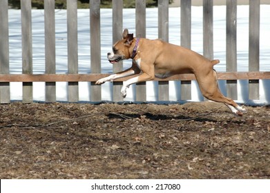 Boxer Dog Running In Yard